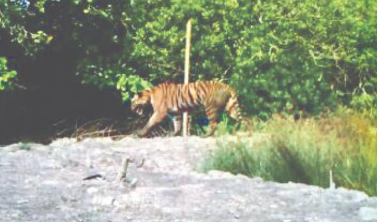 Tigress strays into Purulia’s Bandwan forest range; being tracked through its radio collar.  