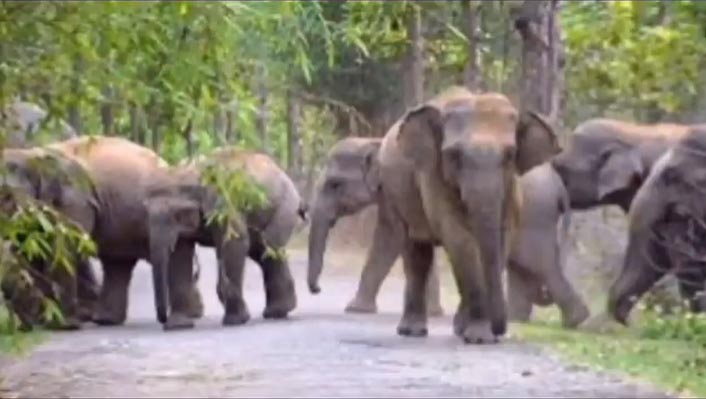 ঝালদা ১: পুরুলিয়া বন বিভাগের তথ্য অনুযায়ী রবিবার পুরুলিয়া জেলায় মোট হাতির সংখ্যা ২৪ টি |